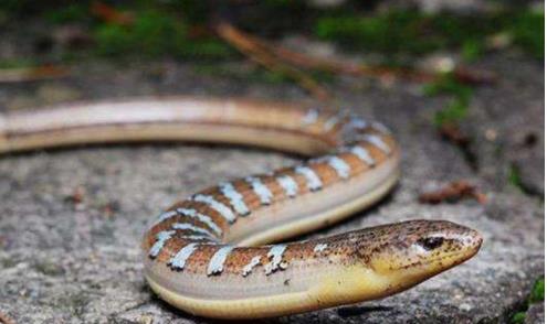 #毒液#全世界唯一和蛇一模一样，却和蛇不是一个物种，称为自然界战五渣