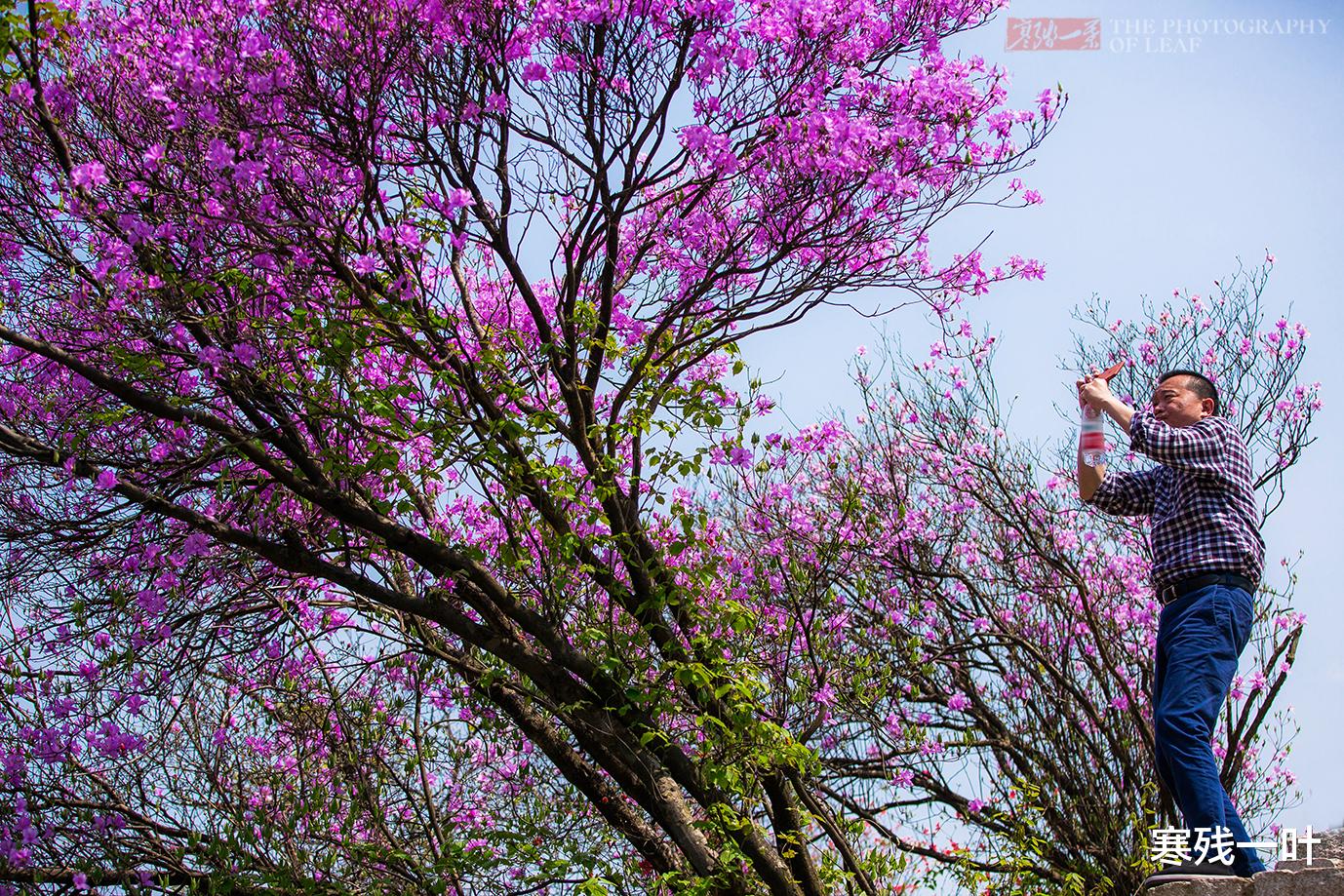 [杭州]五一杭州最值得去的地方，罕见的千亩野生杜鹃花海，关键不用门票