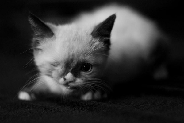 独眼猫真的健康吗？听说不吉利？