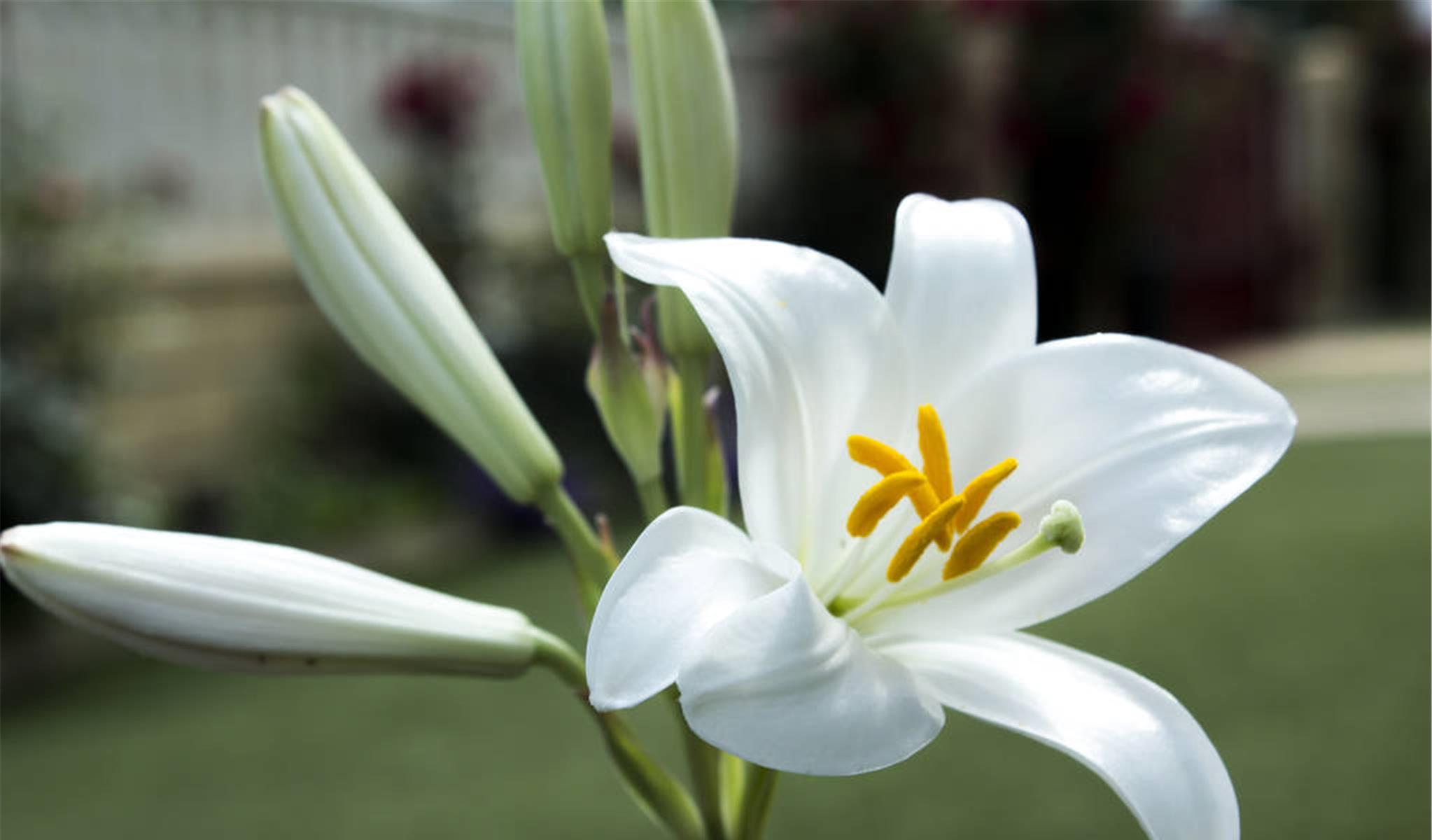 射手座|15天之内，情深似海，倦鸟归巢，3星座重修旧好，没有遗憾