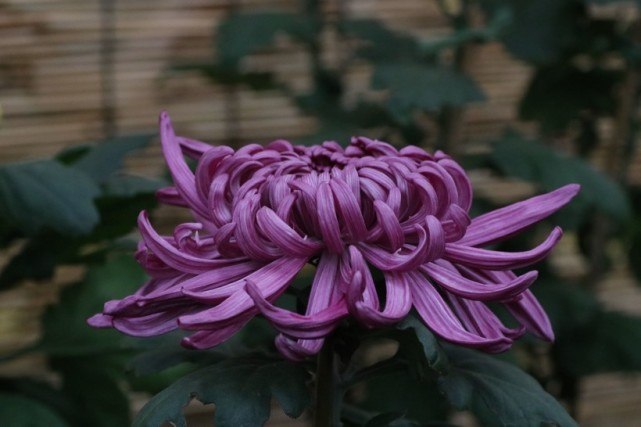 「双鱼女」6月下旬,桃花肆意绽放,异性缘爆棚,会和爱人甜蜜牵手的4大生肖