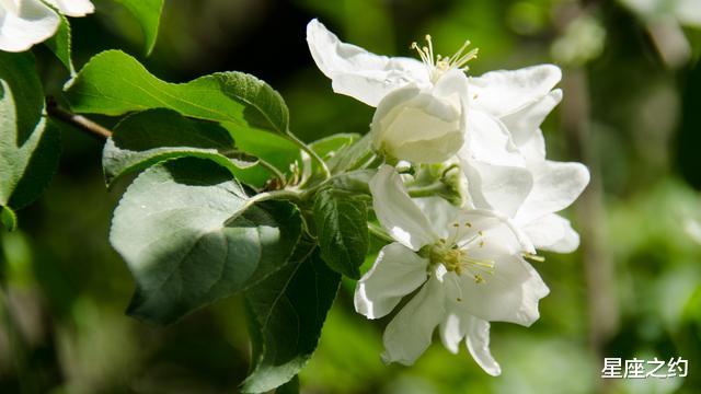 「生肖」从5月份开始，坚定信念，突破瓶颈，收获美好的四大星座