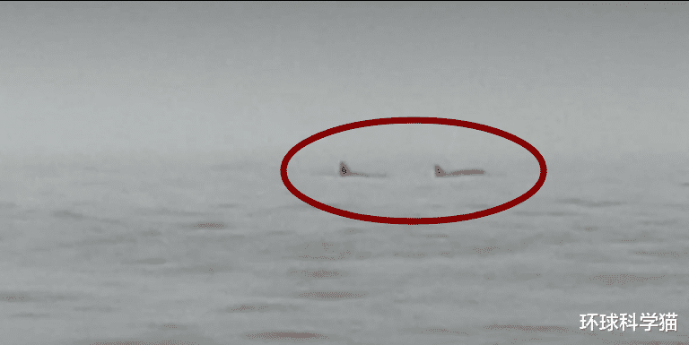 虎鲸|有5头之多！8月辽宁海域出现成群“海兽”，到底是什么？