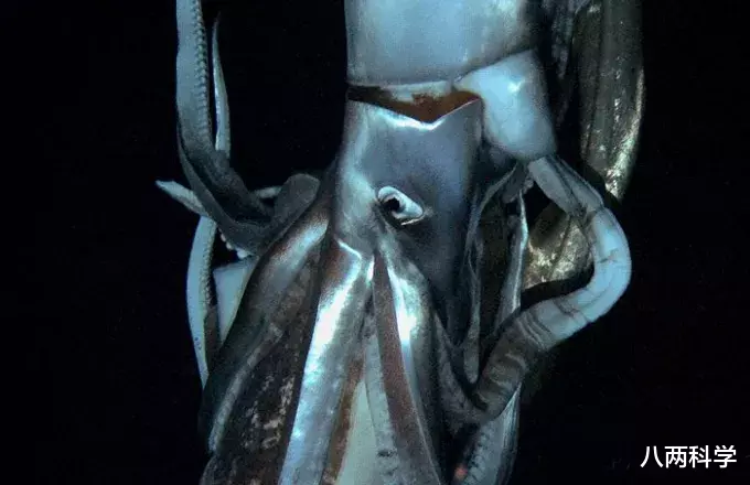 鲨鱼|鲨鱼VS大王乌贼?2米白鳍鲨身上现奇怪印记,或是巨型鱿鱼所为!