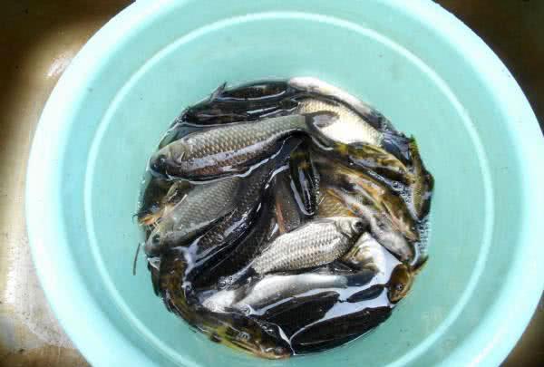 「」钓鱼忘没带饵，泥土挖它当鱼饵，结果可能很意外