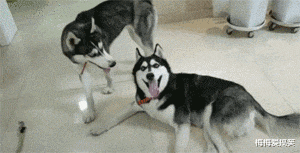 陶虹|“女生对长得帅的男人能有多主动？”这tm是倒贴啊？哈哈哈哈