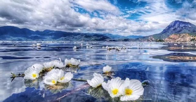 【洱海】云南大理洱海又见海菜花,花儿凌波而舞,仙气十足