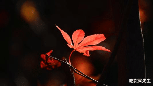 「金牛座」不介意主动求复合，宁愿厚着脸皮，也不想错过真爱的四大星座