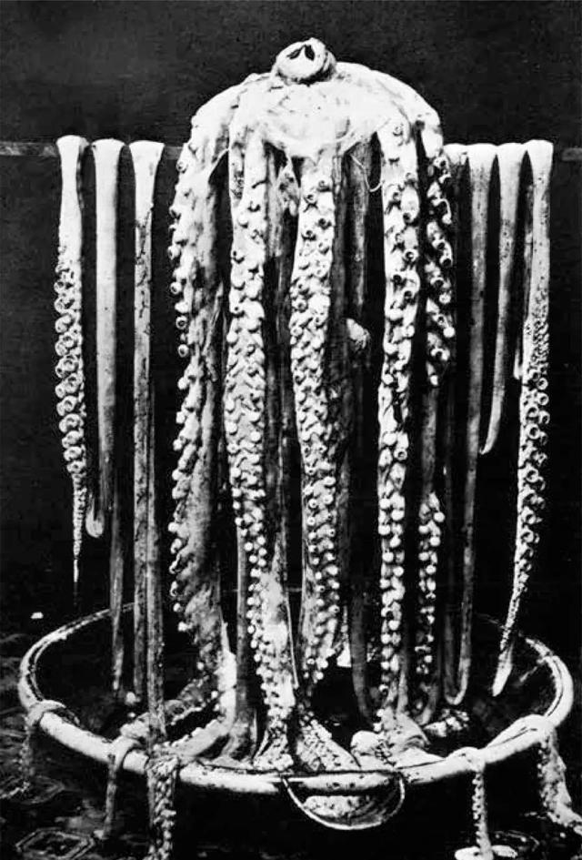 #大王乌贼#传说北海巨妖克拉肯长达155米，重330吨，形似小岛，是否真存在？