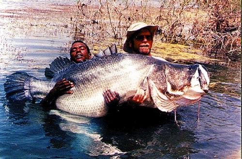 『』世界最大“鱼王”，性格凶残，长度可达2米，来中国却活不过0.3米