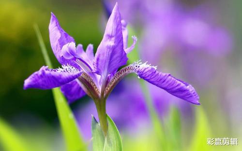 蜂蜜|10月事业升职加薪，爱情甜如蜂蜜，生活美好幸福的四个星座