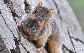 后代|这种动物为交配而生，最长交配时间可达14小时，直到死才会停止