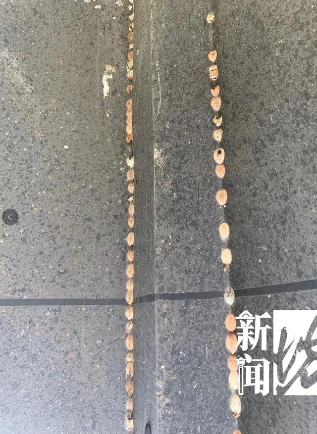 河南都市频道|什么幺蛾子？！沪一小区被神秘生物占领，现场看傻眼