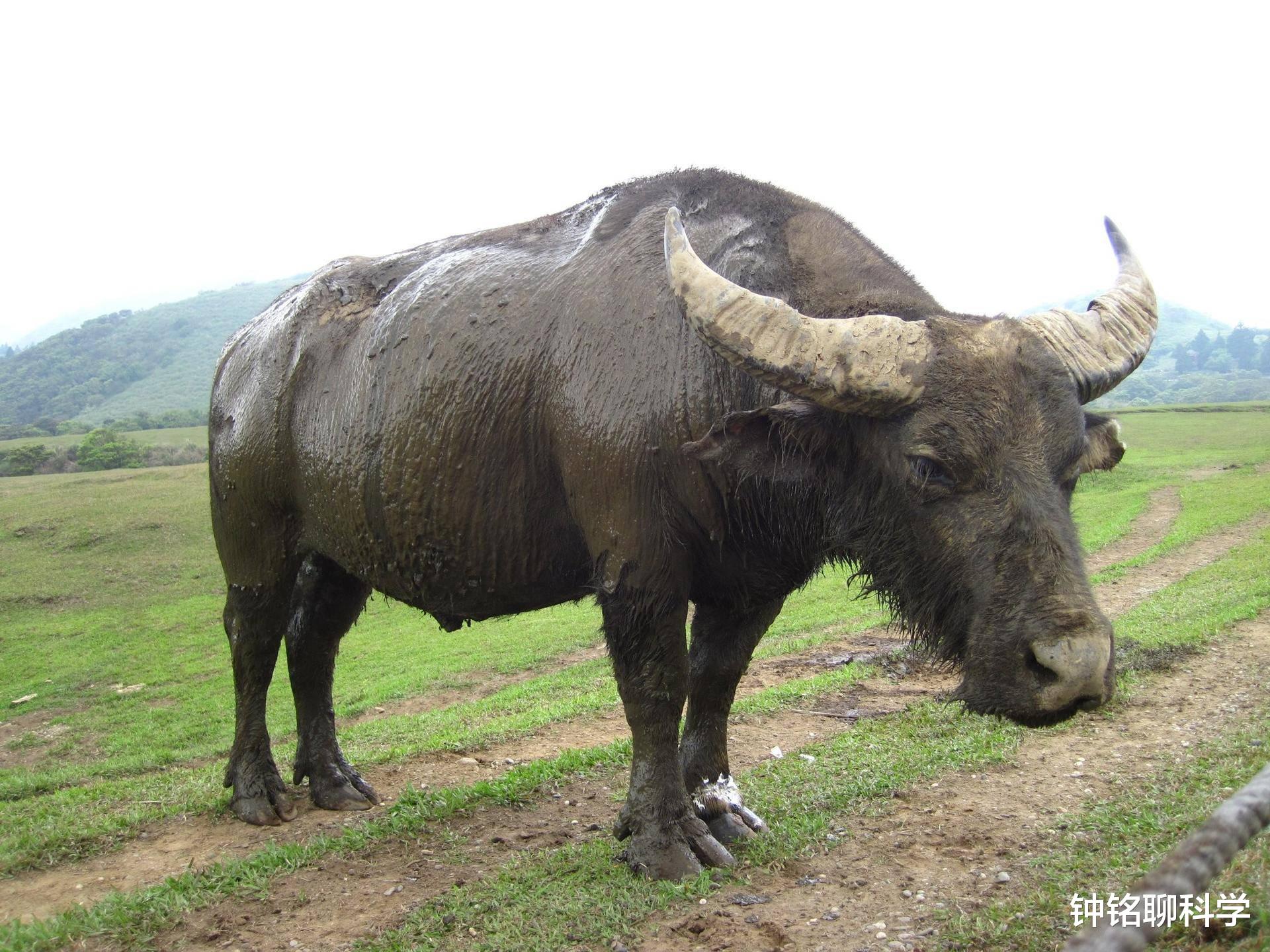 哺乳动物|为什么马需要钉马掌,而牛不需要?