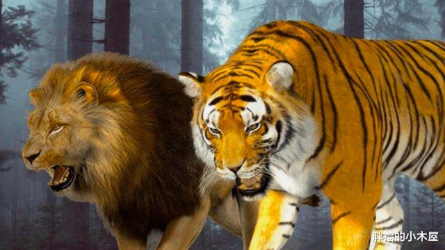 「老虎」中国首只虎狮虎兽诞生，为什么老虎可以和狮虎兽生下幼崽？