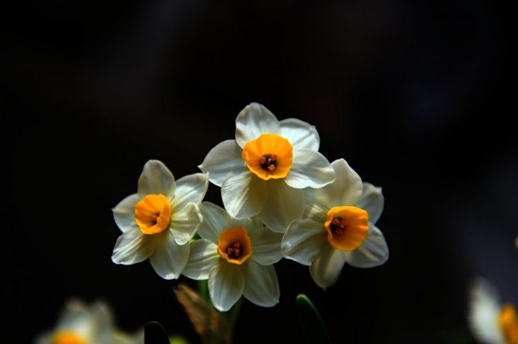 「生肖」下个月，月老相助，缘分桃花如沐春风，真爱随后就来的3大生肖！