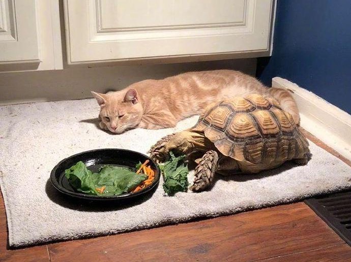 太萌了！猫咪看着乌龟吃东西，看着看着居然睡着了