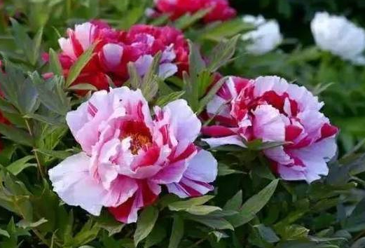 属牛▲5月开始，4生肖添福加财，圆满装运，日常生活非常好