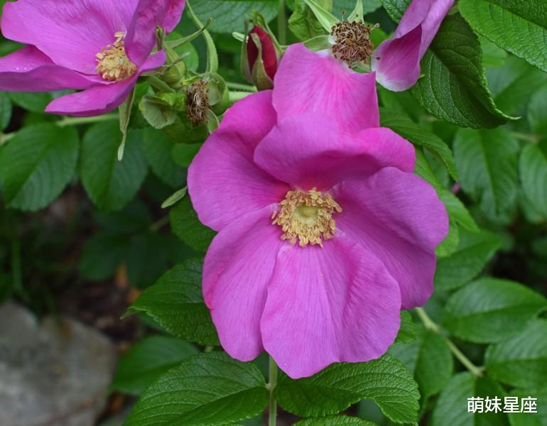 运势|11月上旬，爱情运势，爱情旺盛大胆表白有贵人相助的4大星座