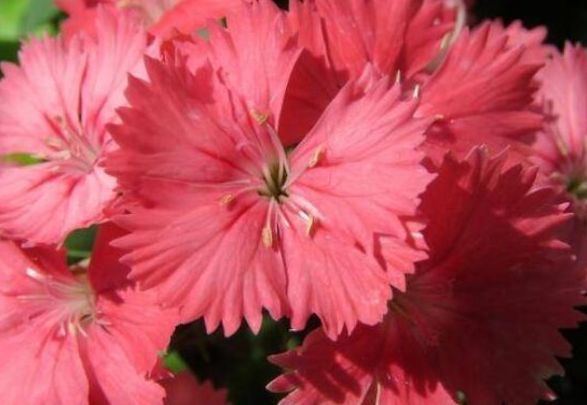 「生肖」脾气不好但是很宠妻的3种生肖男,家庭责任感强,女人可以放心嫁