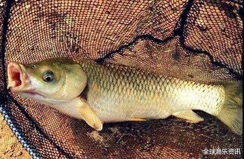 玉米：野钓十年才发现：草鱼最怕的饵料窝料，手把手教你如何制作