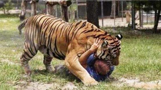 老虎|为啥老虎吃了人就一定得杀掉？专家警告：后果比我们想得还严重