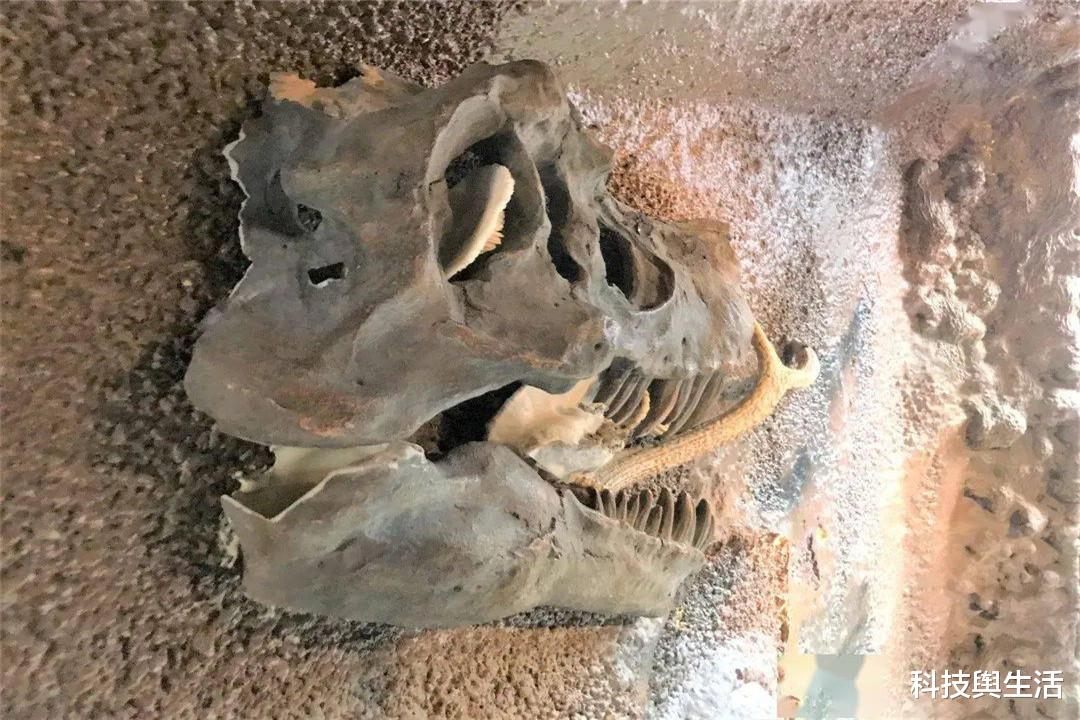 外星人|恐龙消失和小行星没关系？长颈龙化石中新发现，或找到灭绝证据！