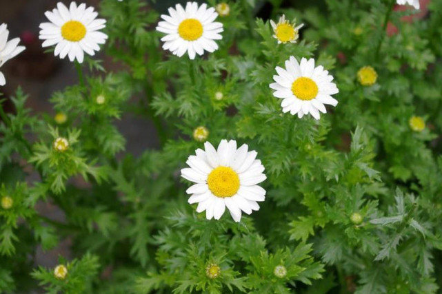 运势|今年8月,运势彻底改善,3生肖财运爆发,喜鹊萦绕,顺顺利利!