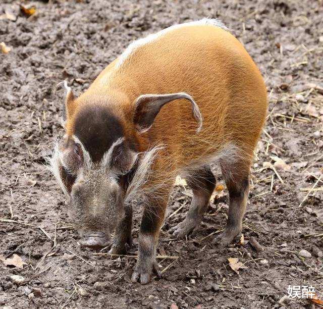 银河系|“纵横雨林的美洲豹，南美丛林中最顶级的杀手！”