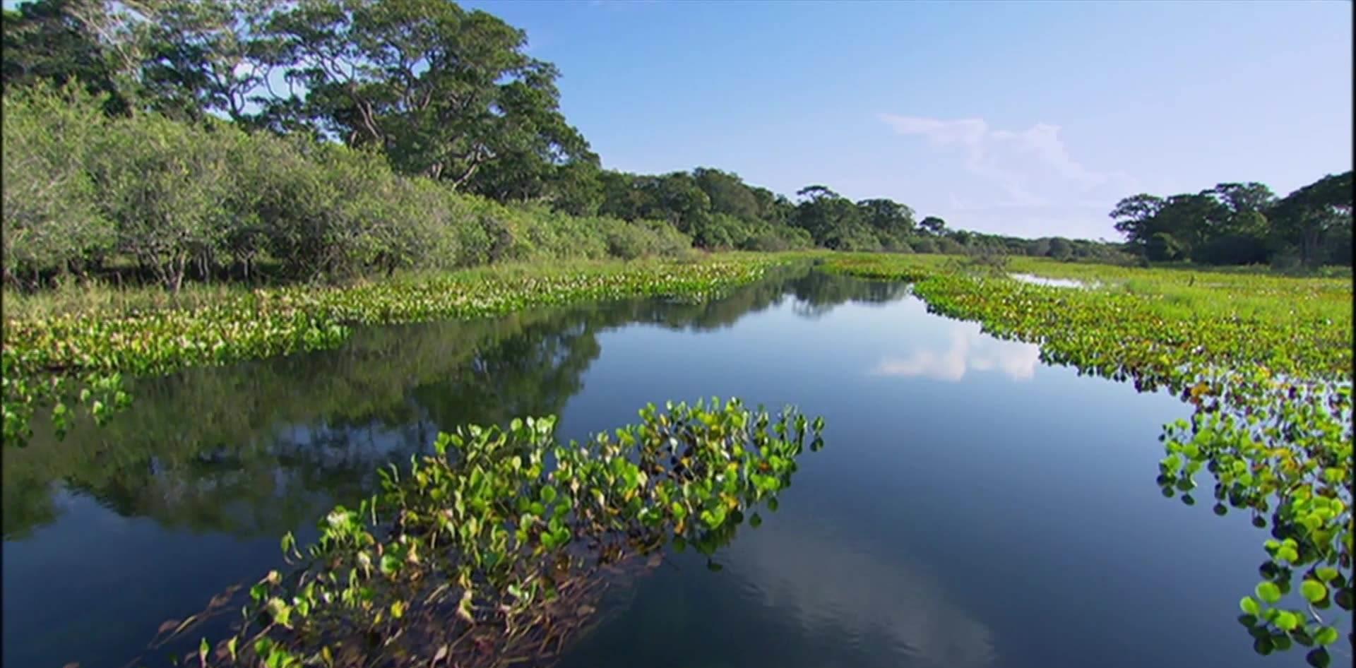 鲫鱼▲并不是肥水鱼难钓，而是你钓错了罢了！