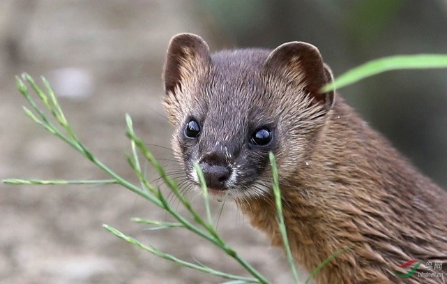 :科学探秘,为何人们不敢轻易招惹黄鼠狼?