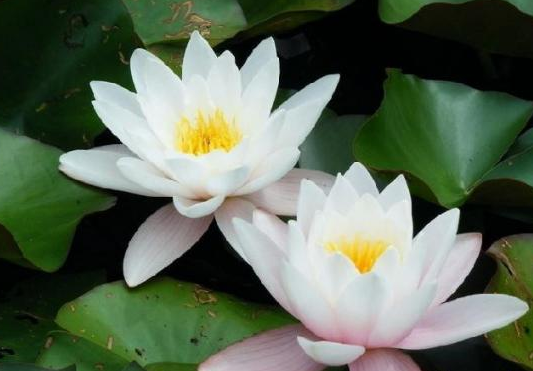 ▲未来一个月,4属相喜事不断,钱财滚滚,大富大贵,事事顺利