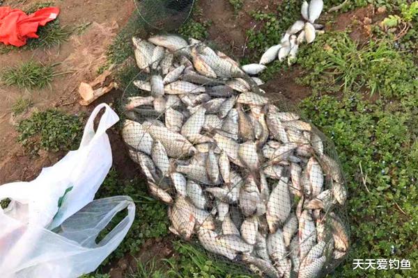 饵料|钓鱼技巧:仲秋钓大鲫鱼,两款绝杀饵料配方,这可是钓鲫鱼杀手锏