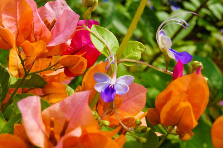 生肖|九月份之内，好运连绵，清楚烦心事，心想事成的4大生肖