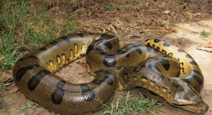 亚马逊|亚马逊的沼泽之王“森蚺”，若被它吞掉，可以用刀来自救吗？