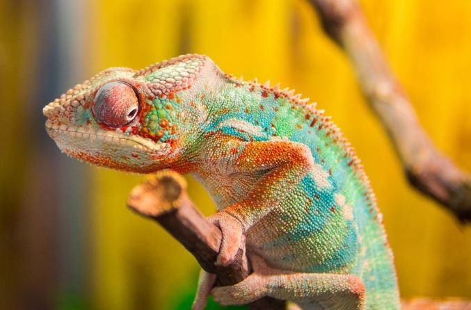 水母：拥有超能力的8种动物，你拥有一项就无敌了，你想要哪种超能力？