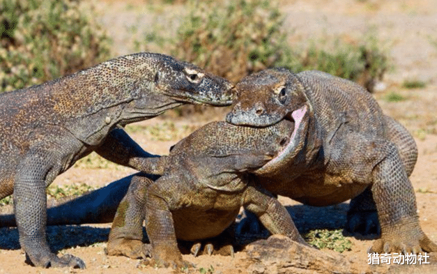 #蟒蛇#科莫多龙的唾液对蟒蛇有伤害吗？为什么？