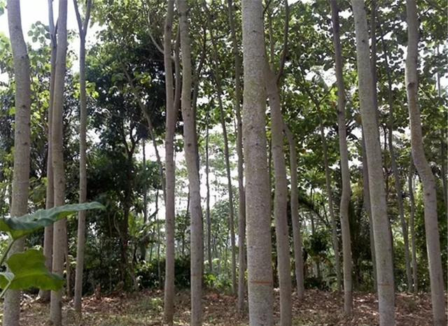 纳米|一文细谈:不同材质的浮漂都有哪些区别?钓鱼人该如何选择适合自己的浮标?