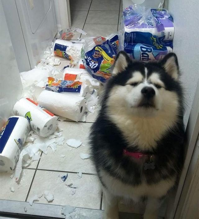 “你感受过绝望吗？”12个令铲屎官生无可恋的画面，狗狗：怪我咯