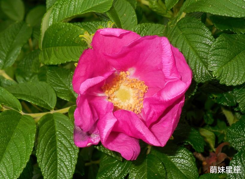 生肖|11月上旬,财运大旺,轻松赚大钱,富裕享不尽的4大生肖