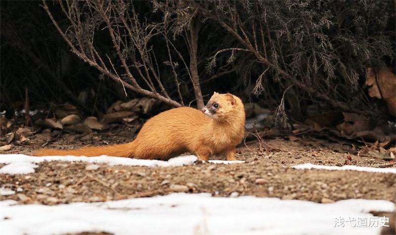 黄鼠狼|为什么“黄鼠狼”不能吃,难道是因为迷信?李时珍曾给出过答案