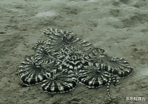 章鱼|章鱼真的是地球生物?拥有9个大脑3个心脏,它怎么就这么独特?