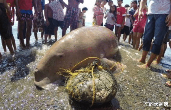 ：地球上真的有美人鱼? 1980年的印度, 就曾经抓到一只活的