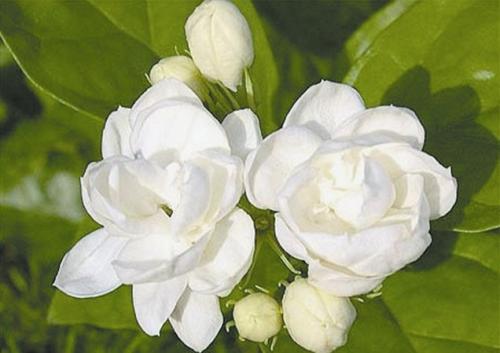 「属兔」最狠心,最冷酷无情,翻脸不认人的三大生肖女,别惹,你会哭