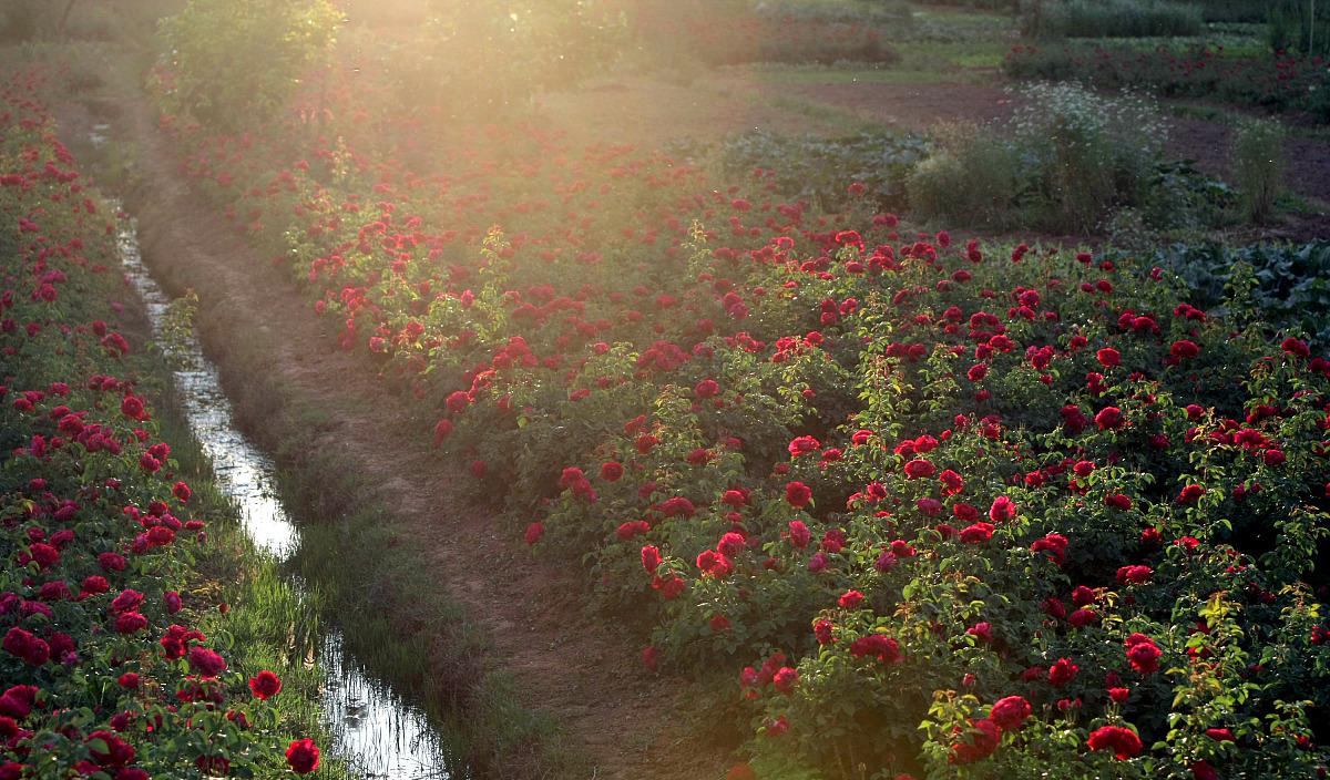狮子座|未来15天，红鸾星动，真爱来袭，3星座牵手良人，情系今生