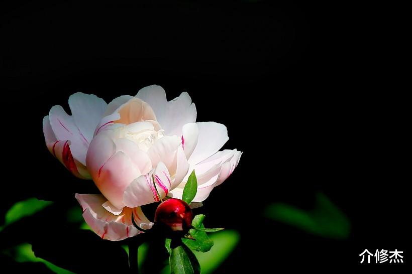 白羊座:公认性格好的4大生肖,桃花还源源不断,难怪这么讨人喜欢