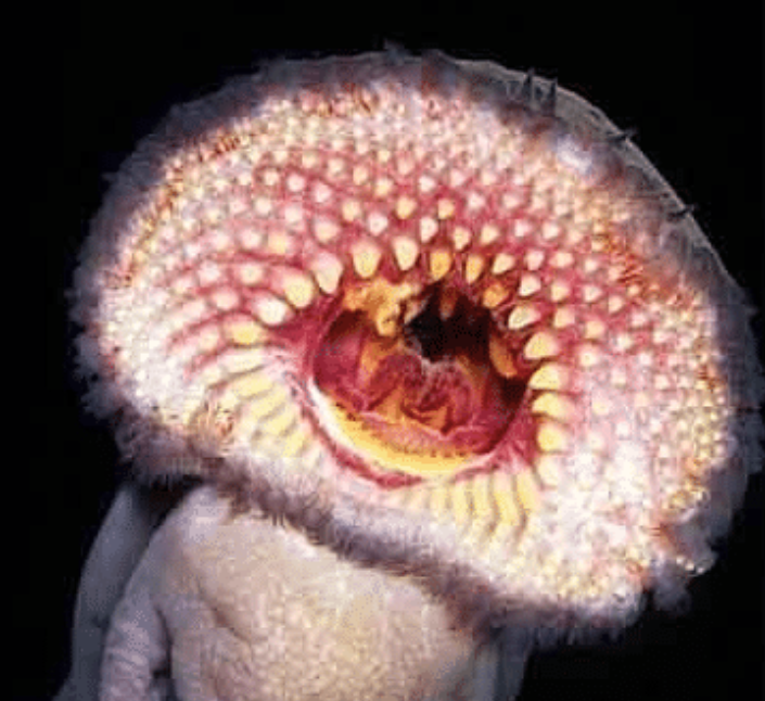 「盲鳗」球上七大最恐怖的动物嘴，雪茄鲨“不辱使命”，企鹅也上榜