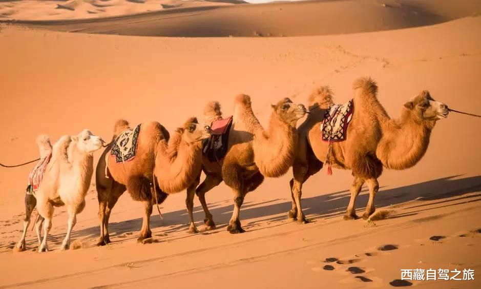 旅行|国内必去的100个地方，去过60个，称得上真正的旅行达人