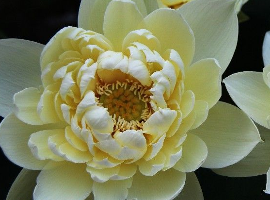 霉运▲6月中旬好运招手，4属相福泽深厚，喜气洋洋，财神关照，事事顺利