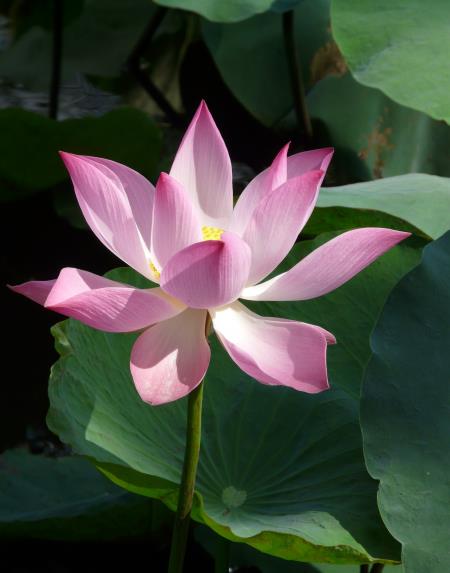 |10月份过后，桃花运降临，将会遇到属于自己的爱情的四大星座